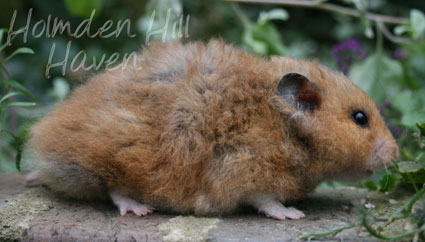 Ode To Rex- Golden Umbrous Longhaired Rex